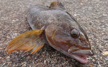 春の北海道でアイナメを狙おう！ 漁港で楽しむルアー＆ブラクリ釣り入門