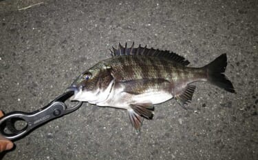 「ジグヘッド＋エサ」は波止釣り最強メソッド！ マイクロテンヤのボトムゲ…