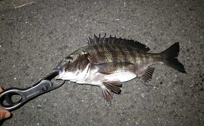 「ジグヘッド＋エサ」は波止釣り最強メソッド！ マイクロテンヤのボトムゲームを解説