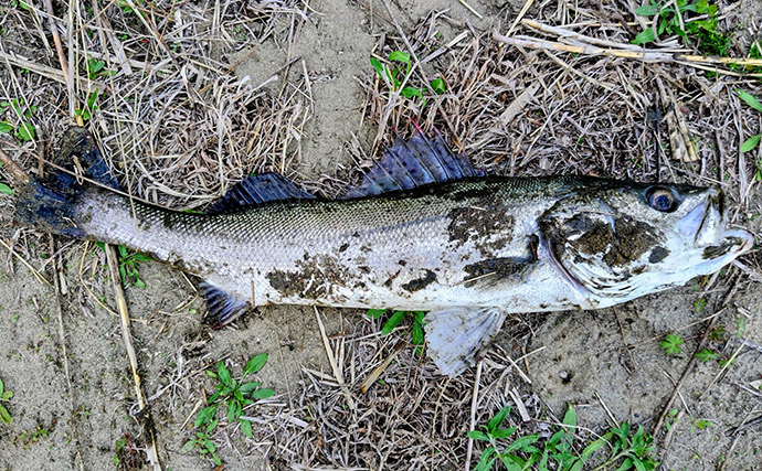 春の内房河川で63cm頭にシーバス5匹の数釣り達成！ ベイトとレンジの見極めが肝