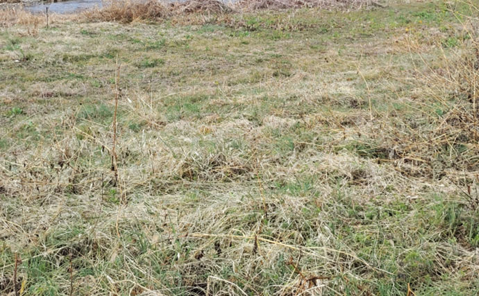 「その雑草、実は食べられるかも？」 渓流釣りと相性が良い野草採りのススメ