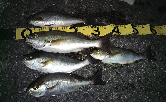 超一級フィールドに釣り移住して1年が経過　感じた4つのメリットとは？