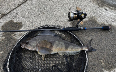 ロックゲームタックル流用で手軽に釣れる！防波堤からルアーで狙うホッケ釣…