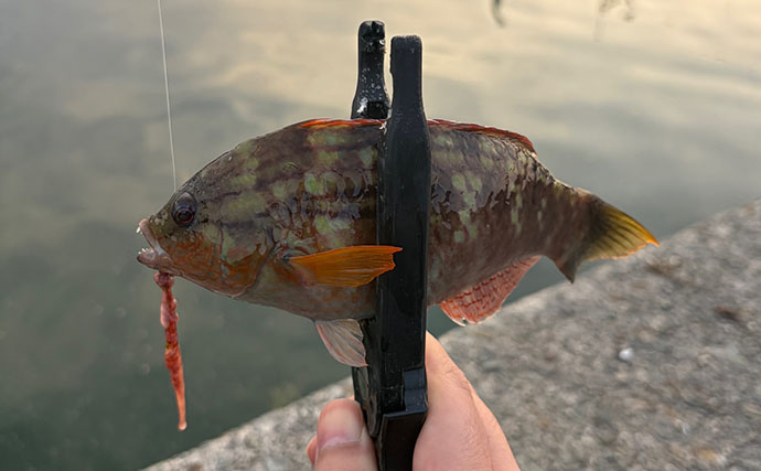 春の釣り場で起こりがちなこと　魚だけでなく釣り人同士もプレッシャーが高まる？