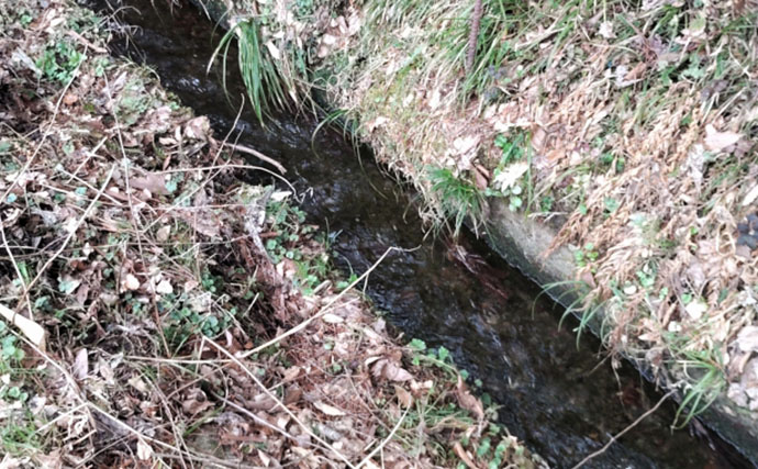 「その雑草、実は食べられるかも？」 渓流釣りと相性が良い野草採りのススメ