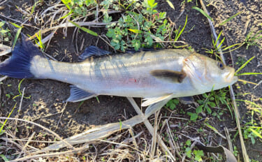 「春一番」はシーバスフィッシングの大敵？　強風下でも釣果を上げるコツを…