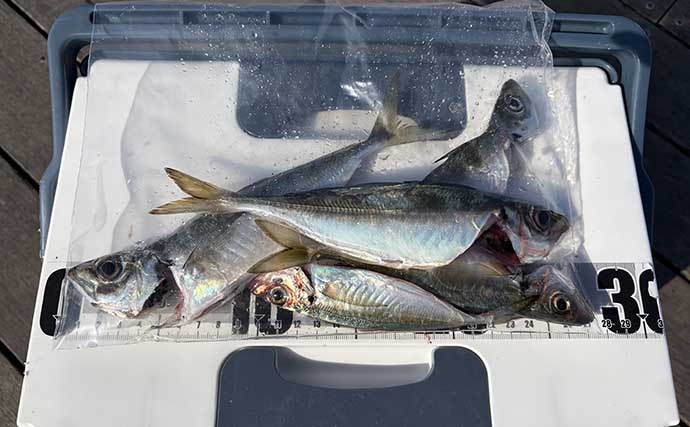 「脂ノリノリのイワシ接岸中」サビキ釣りでマイワシが爆釣！【小名浜・福島】