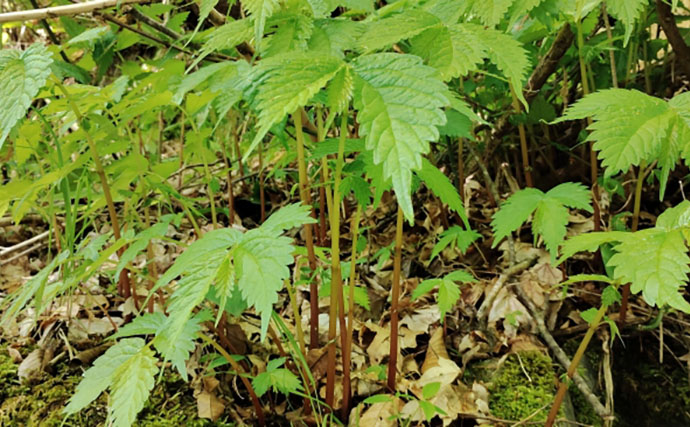 「その雑草、実は食べられるかも？」 渓流釣りと相性が良い野草採りのススメ