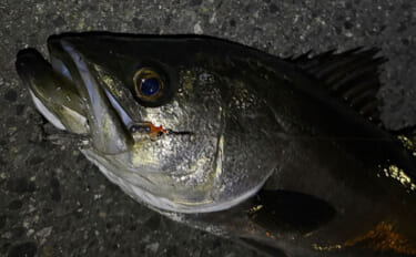 春の釣り場で起こりがちなこと　魚だけでなく釣り人同士もプレッシャーが高…