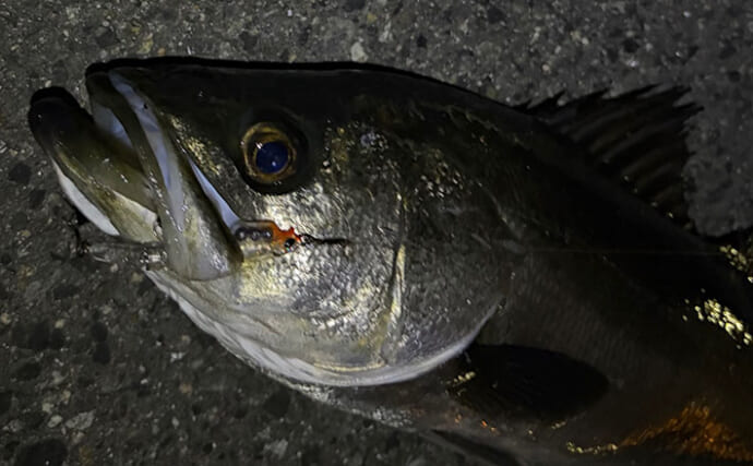 春の釣り場で起こりがちなこと　魚だけでなく釣り人同士もプレッシャーが高まる？