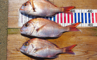 チョクリ仕掛けのマダイ釣りが開幕！ 全長8m8本針の仕掛けで35cm級…