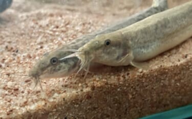 「ドジョウが出てきてこんにちは」は昔の話　ひっそりと消えていくドジョウ…