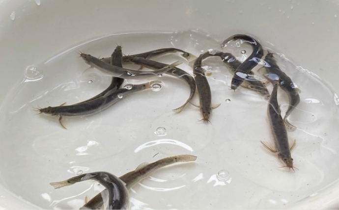 「ドジョウが出てきてこんにちは」は昔の話　ひっそりと消えていくドジョウたち