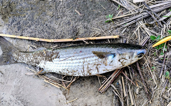 「春一番」はシーバスフィッシングの大敵？　強風下でも釣果を上げるコツを解説