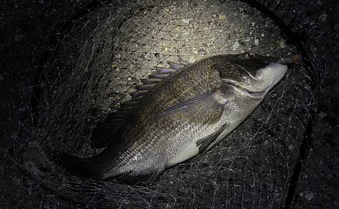 汽水域でのルアー釣行で60cmシーバスに45cmチヌをキャッチ【泉大津・大阪】
