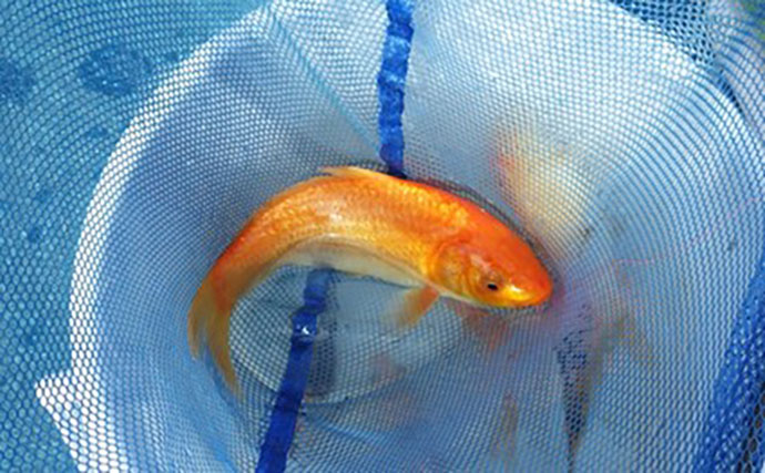 日本一小さい「蕨」市の唯一の釣り堀『つかプーフィッシング』で鯉とニジマス釣りを堪能