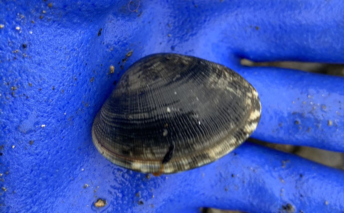 潮干狩りの最新トレンドは「ハシゴ」？　メリットと楽しみ方を紹介