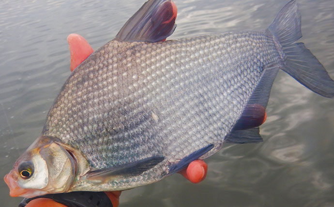 ハクレン釣りシーズンが開幕！常陸利根川で85cm級ハクレン2尾をキャッチ【茨城】