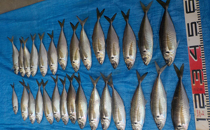 東京湾走水沖のビシアジ船で35cm超え筆頭に良型ブランドアジ29尾ゲット！【神奈川】