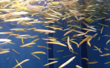 「大トロより高い？！」 東播磨の故郷の味『イカナゴのくぎ煮』は今年も超高価