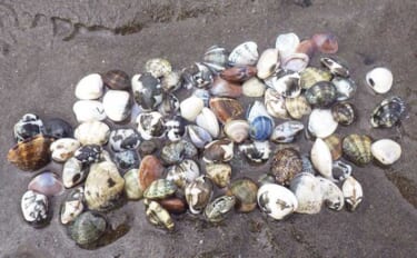 「今年は貝の生育が遅れ気味？」海の公園での潮干狩りでアサリ採取に成功！…