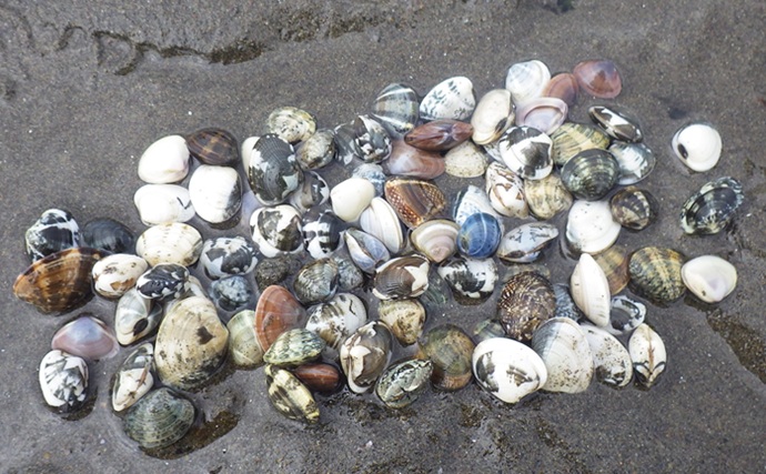 「今年は貝の生育が遅れ気味？」海の公園での潮干狩りでアサリ採取に成功！【神奈川】