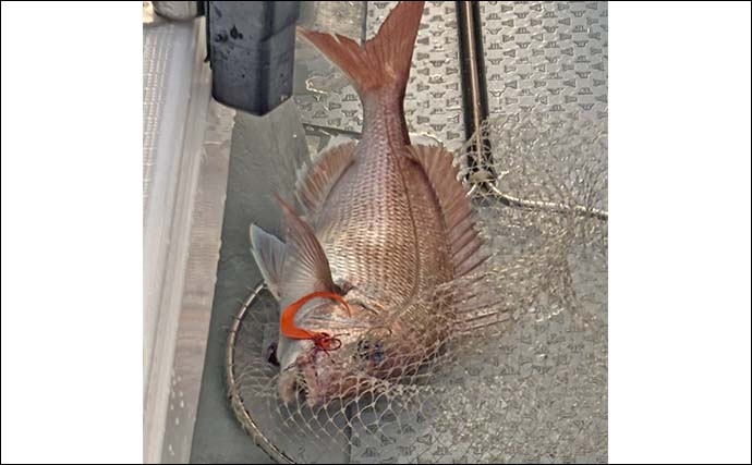 高松沖タイラバ釣行で船中マダイ25尾と好調！【香川】サイズは40cm級が中心