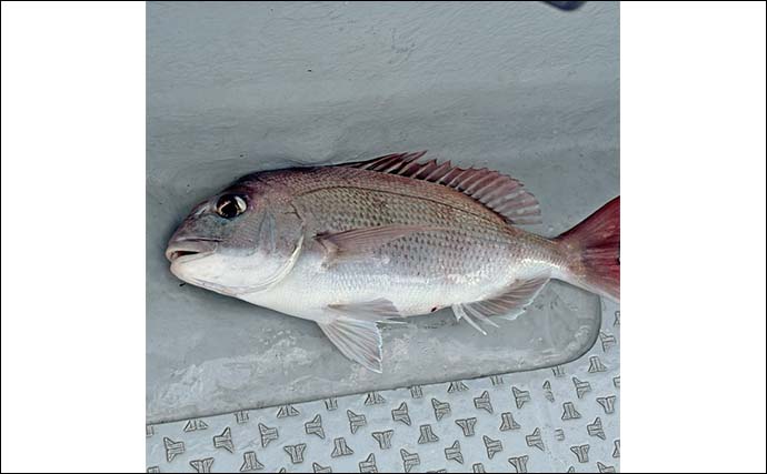 高松沖タイラバ釣行で船中マダイ25尾と好調！【香川】サイズは40cm級が中心