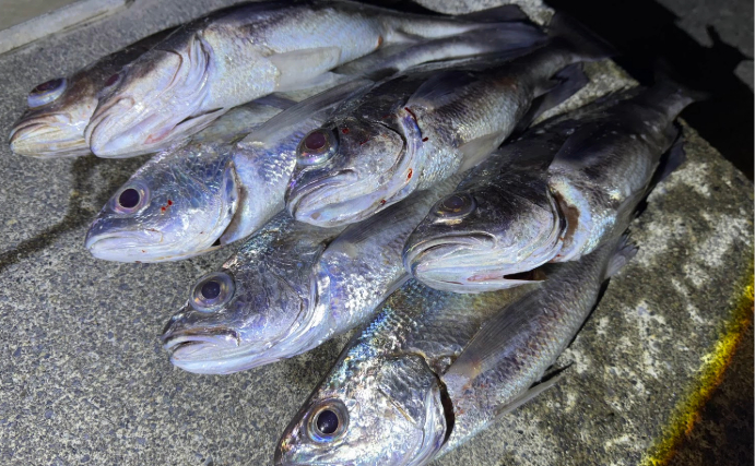 「釜ごと借りたくなるほど美味しい」のに知名度のない不思議な魚『カマガリ（クログチ）』