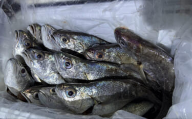 「釜ごと借りたくなるほど美味しい」のに知名度のない不思議な魚『カマガリ（クログチ）』