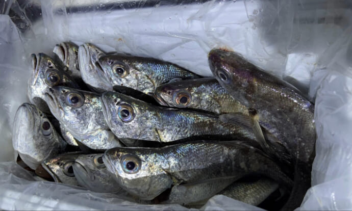 「釜ごと借りたくなるほど美味しい」のに知名度のない不思議な魚『カマガリ（クログチ）』