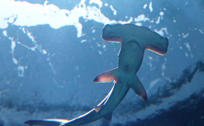 アサリ資源を守ろうとすると絶滅危惧種のサメが減るワケとは？