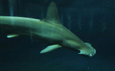 アサリ資源を守ろうとすると絶滅危惧種のサメが減るワケとは？