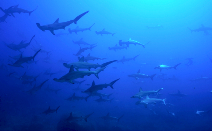 アサリ資源を守ろうとすると絶滅危惧種のサメが減るワケとは？