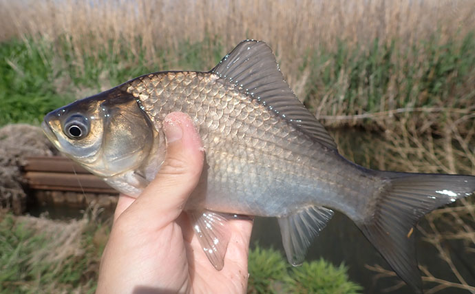 ホソでの淡水小物釣りでフナが入れ食い！【谷田川・茨城】マブナにヘラブナ交じりで55匹