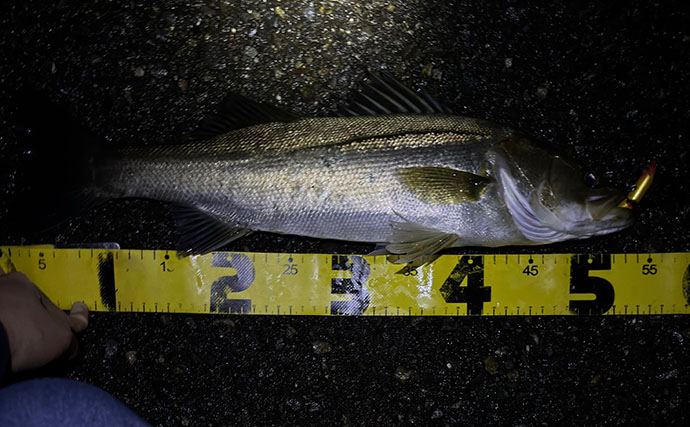 小場所のシーバスゲーム入門解説 【タックル・釣れる魚・釣り方のコツ】