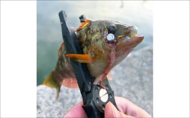 春は期待先行で釣果が安定しない季節？　確実に楽しむなら「穴釣り」がオス…