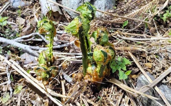 渓流釣りに必要な3要素は「フィジカル」「メンタリティ」「思考」！