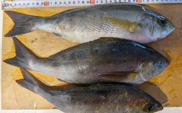 大山沖イサキ釣りで38cm筆頭に本命ポツポツ【石川丸・愛知】置き竿にヒ…