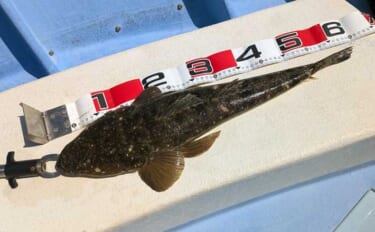 伊勢湾奥ルアーマゴチ釣りで60cm超え「マーゴン」参上！【玉や丸・愛知…
