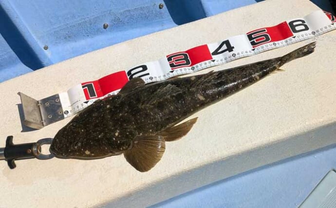 伊勢湾奥ルアーマゴチ釣りで60cm超え「マーゴン」参上！【玉や丸・愛知】