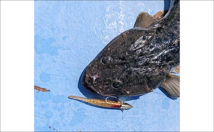 伊勢湾奥ルアーマゴチ釣りで60cm超え「マーゴン」参上！【玉や丸・愛知】