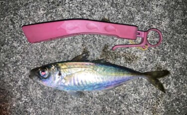 「昨日はよく釣れていたけど・・・」陸っぱりアジングでアジ手中も低調気味…
