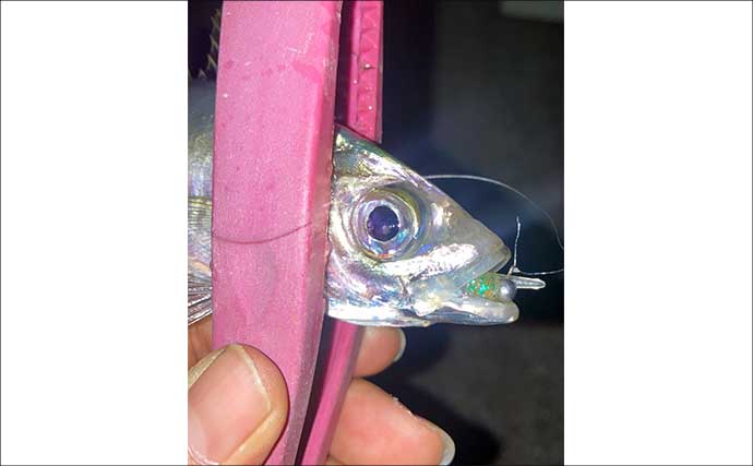 「昨日はよく釣れていたけど・・・」陸っぱりアジングでアジ手中も低調気味【三重】
