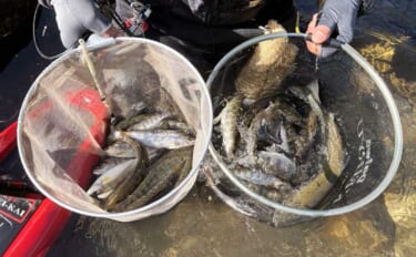 長良川本流の渓流エサ釣りで20cm超えアマゴが連発！【岐阜】40cm級…