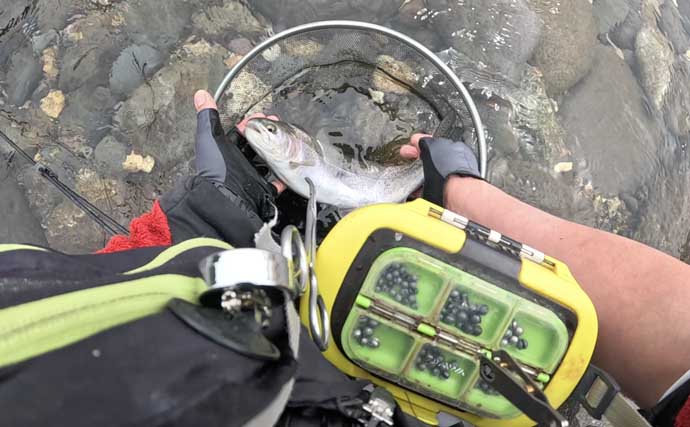長良川本流の渓流エサ釣りで20cm超えアマゴが連発！【岐阜】40cm級ニジマスもヒット