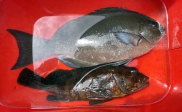 自衛隊護岸でのフカセ釣りで34.5cmの尾長グレをキャッチ！【千葉】