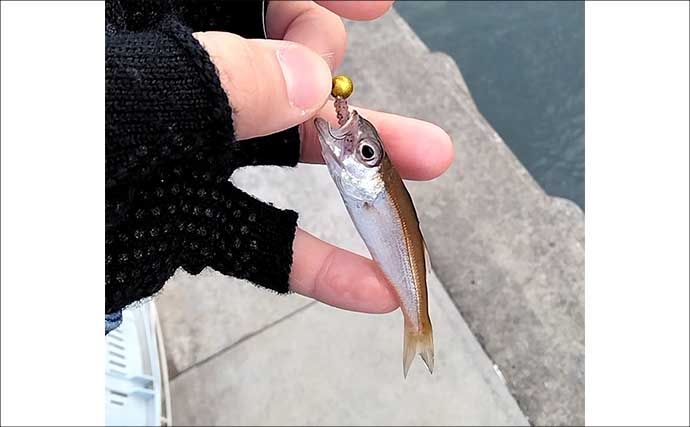 関東エリアのおすすめサビキ釣り場：小田原漁港（早川港）　都心からアクセス良好で周辺観光も可能
