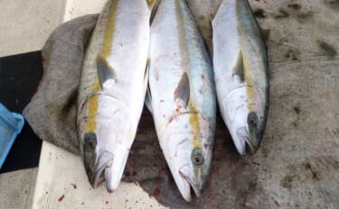 10kg超え大型ヒラマサが好ヒット中！ イカ流し釣り好調 【船釣り釣果…