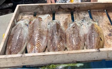 船でのコウイカエギング釣行で本命トップ5尾【神生丸・福岡】ささ身載せた…